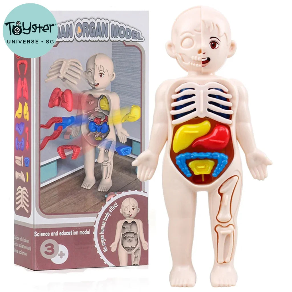 13Pcs Set Science Education Human Body Organ Anatomy Model