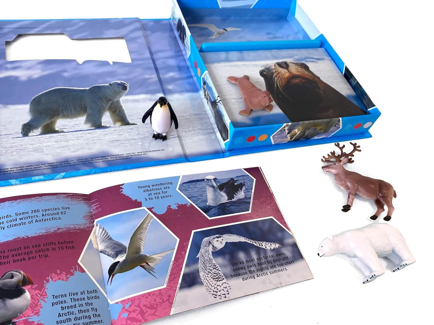 Pocket Explorers : Polar Animals