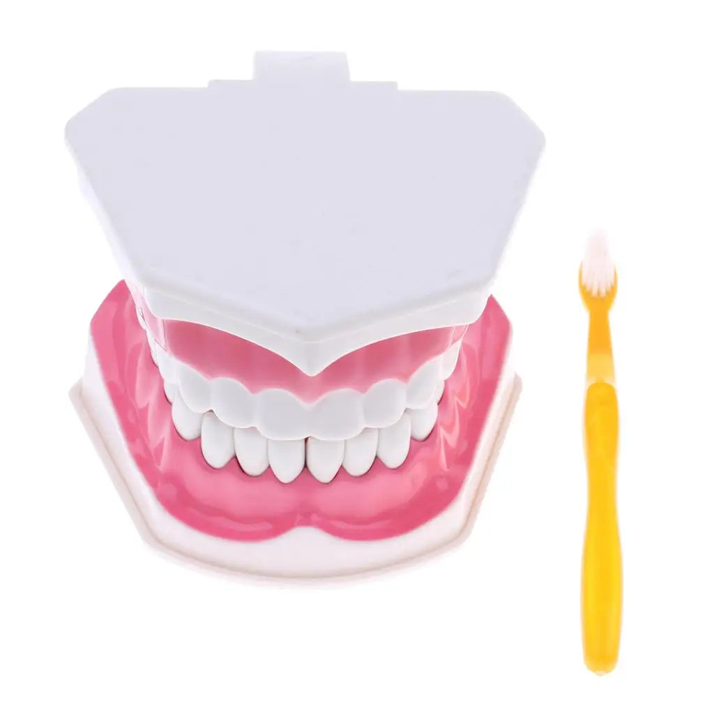 Large Human Teeth Model with Toothbrush