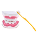 Large Human Teeth Model with Toothbrush