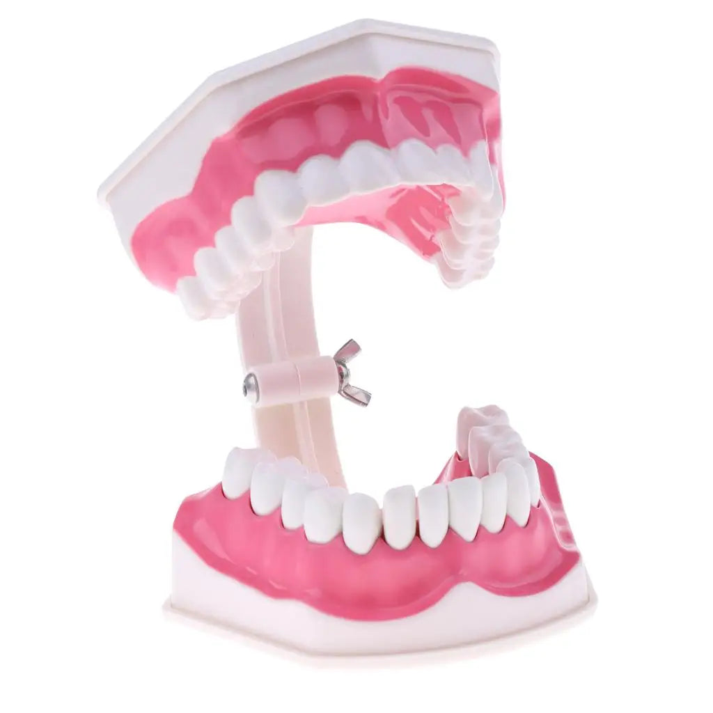 Large Human Teeth Model with Toothbrush