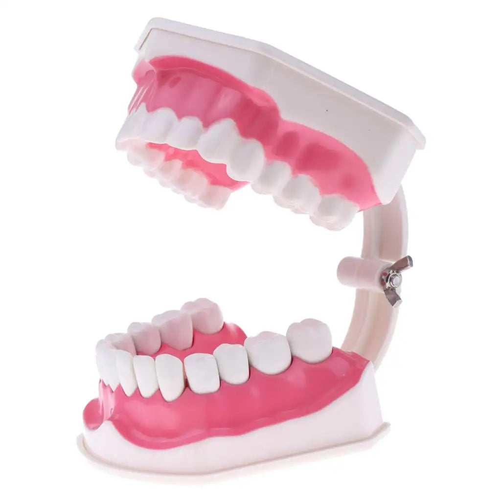 Large Human Teeth Model with Toothbrush