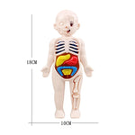 13Pcs Set Science Education Human Body Organ Anatomy Model