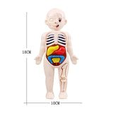 13Pcs Set Science Education Human Body Organ Anatomy Model