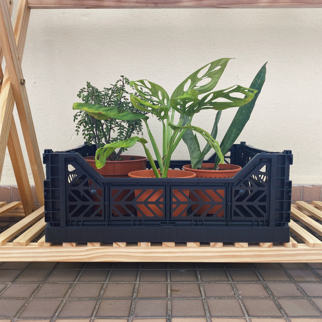 Aykasa Folding Midibox Colour Crate - Storage