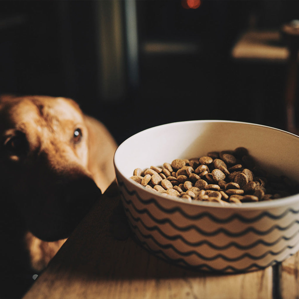 Beco Bamboo Pet Bowl Ocean Waves