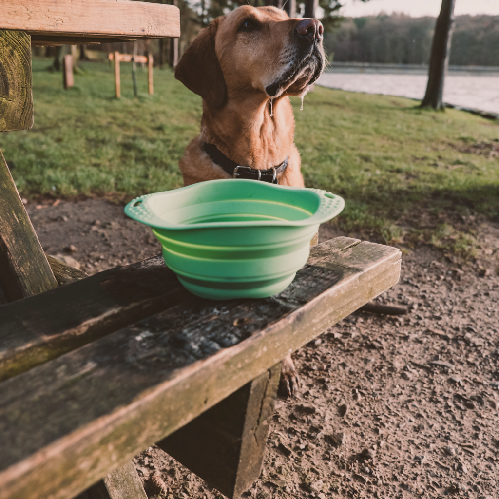 Beco Collapsible Travel Bowl BPA Free