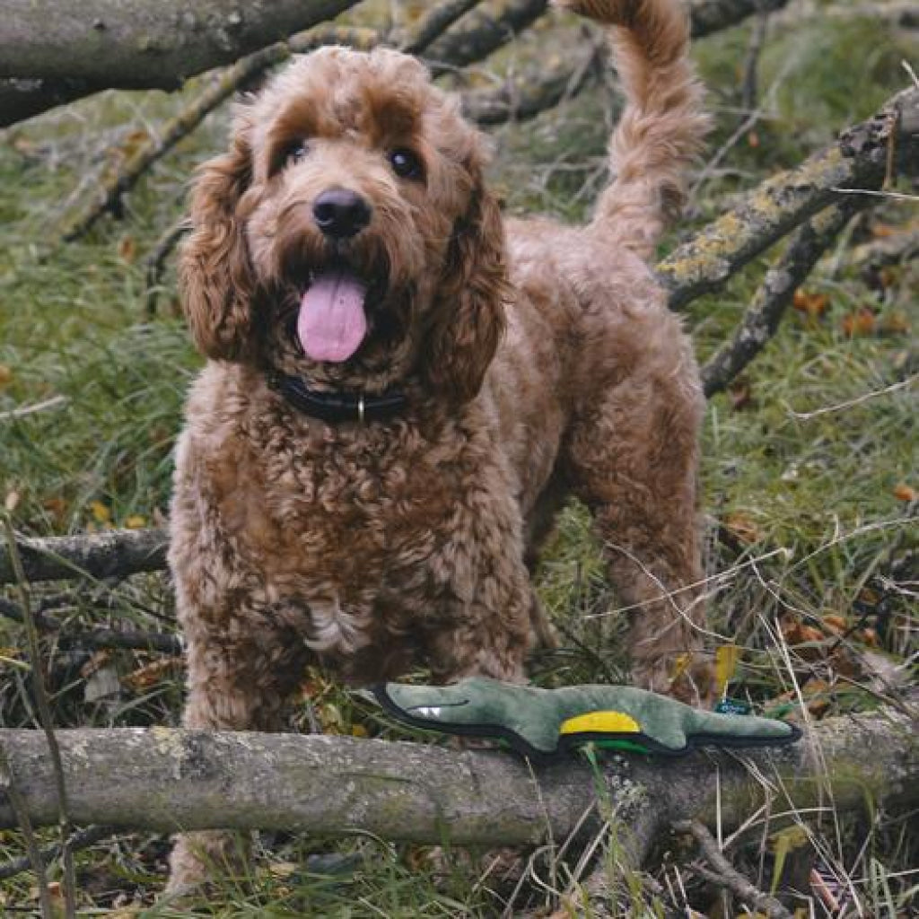 Beco Dog Toy Crocodile | Floats Squeaks Sustainable Material - Dog Toys