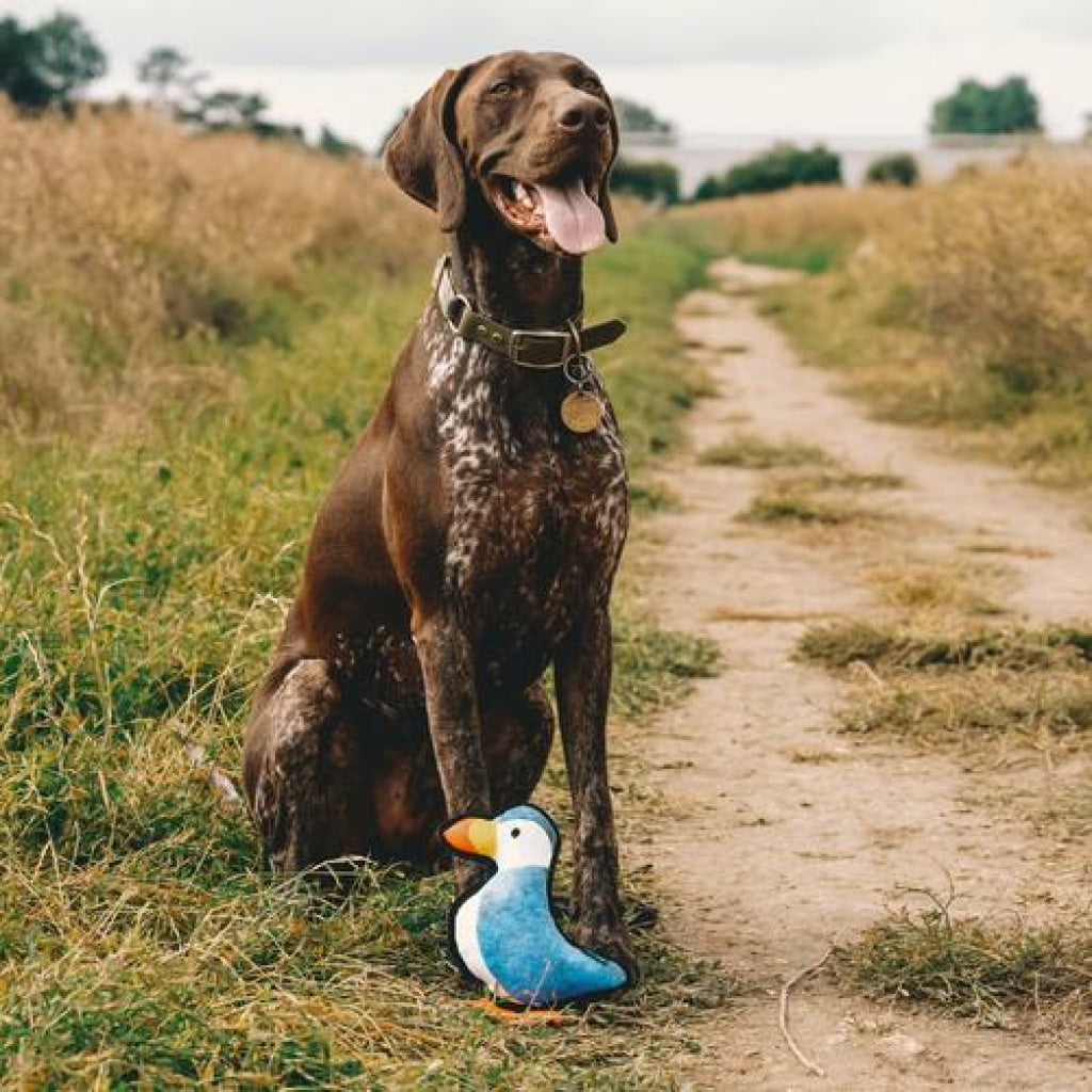 Beco Dog Toy Puffin | Floats Squeaks Sustainable Material - Dog Toys