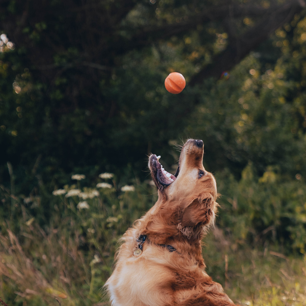 Beco Fetch Ball - Dog Toys