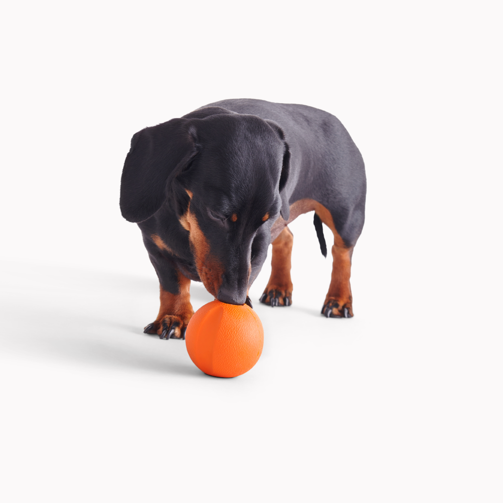Beco Fetch Ball - Dog Toys