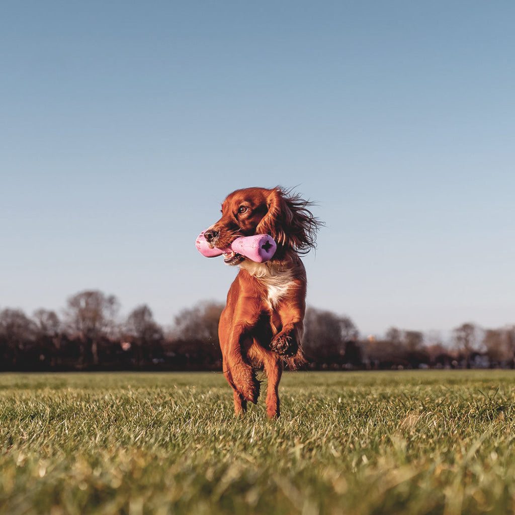 Beco Natural Rubber Bone - Dog Toys