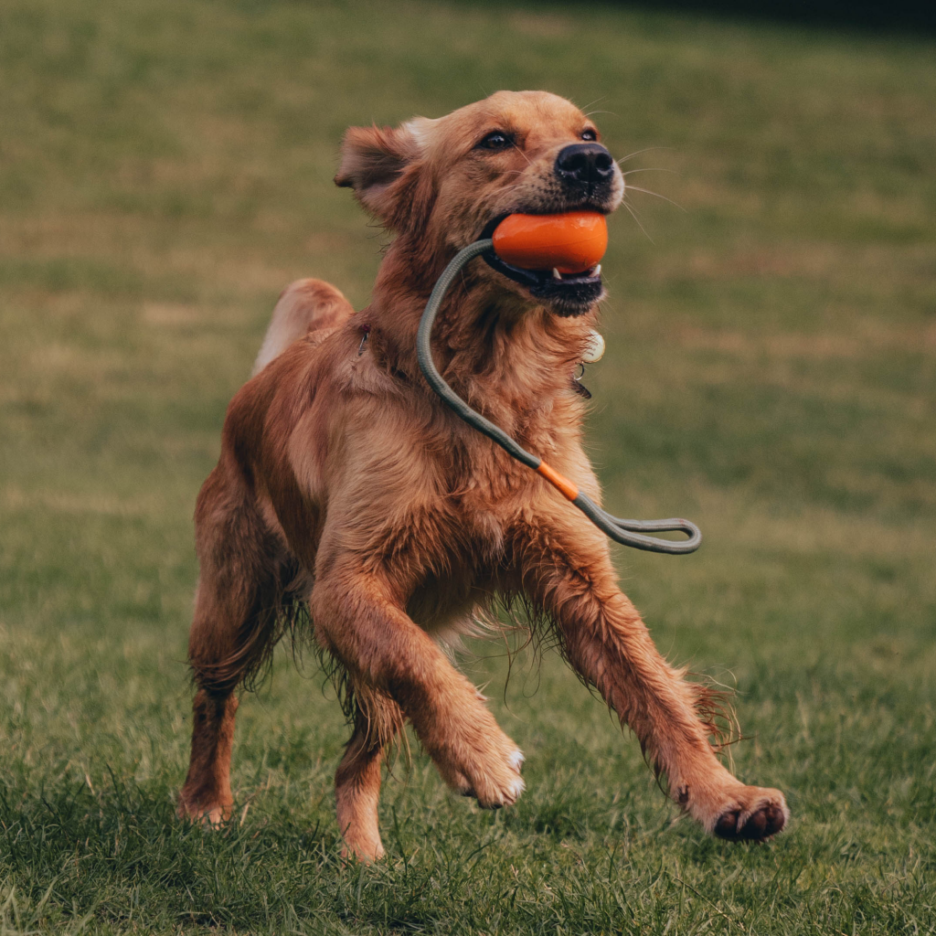 Beco Slinger Pebble Toy - Dog Toys