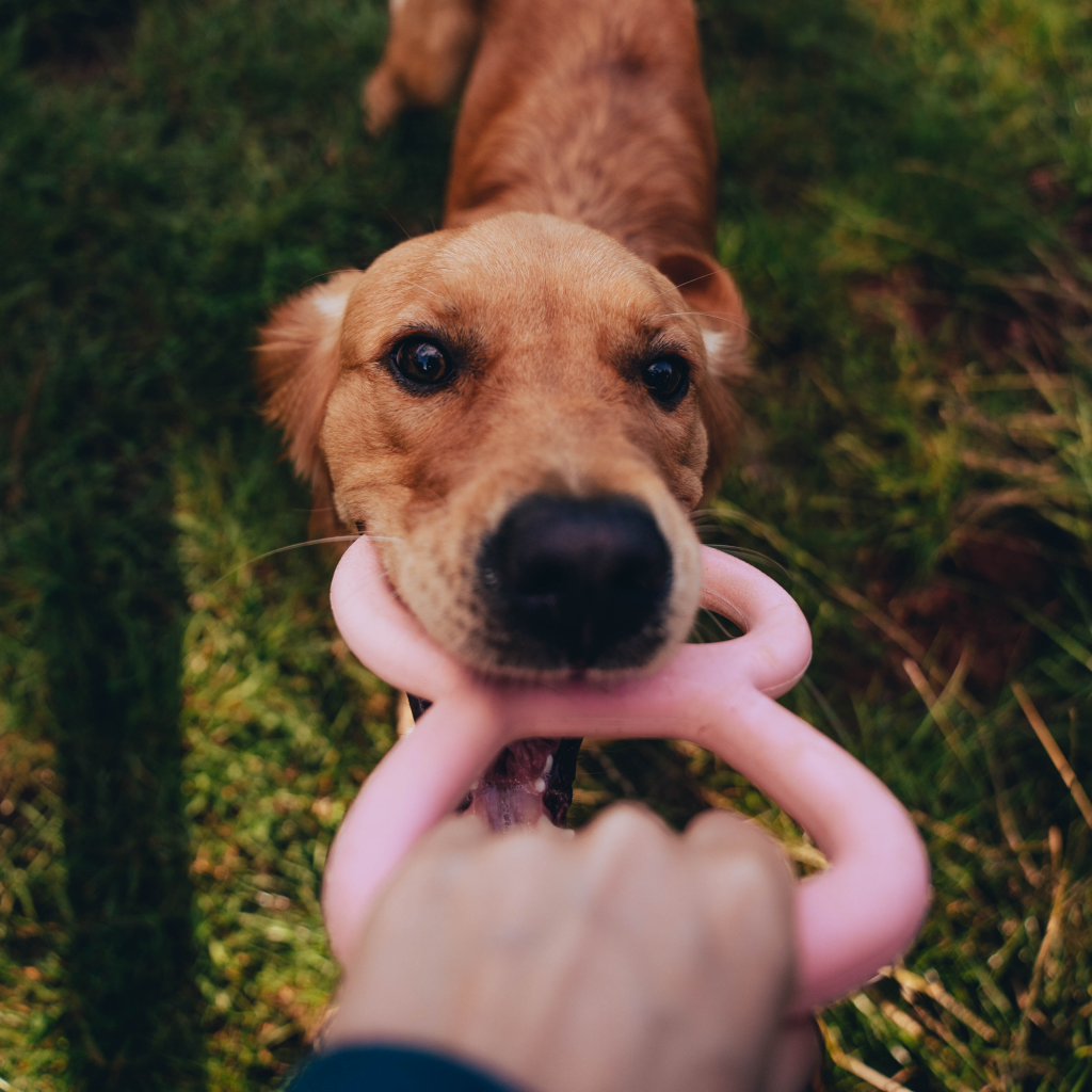 Beco Tough Tugger Toy - Dog Toys