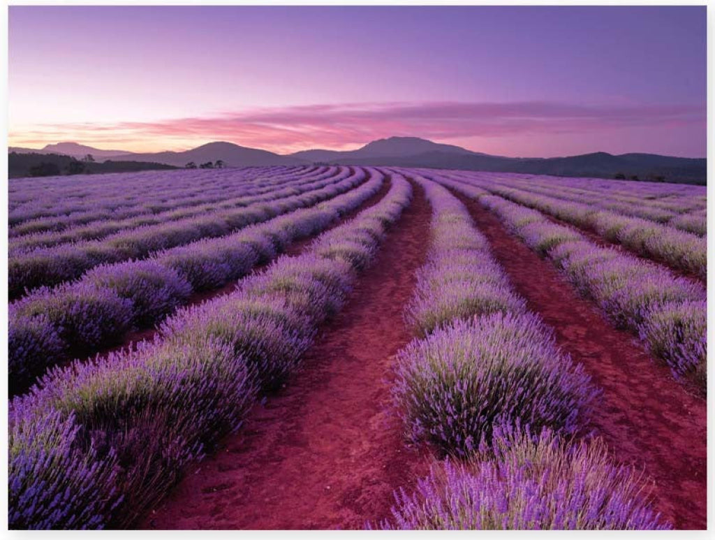 Hinkler Elevate Scented 500Pc Jigsaw: Lavender Fields Junior Jigsaw