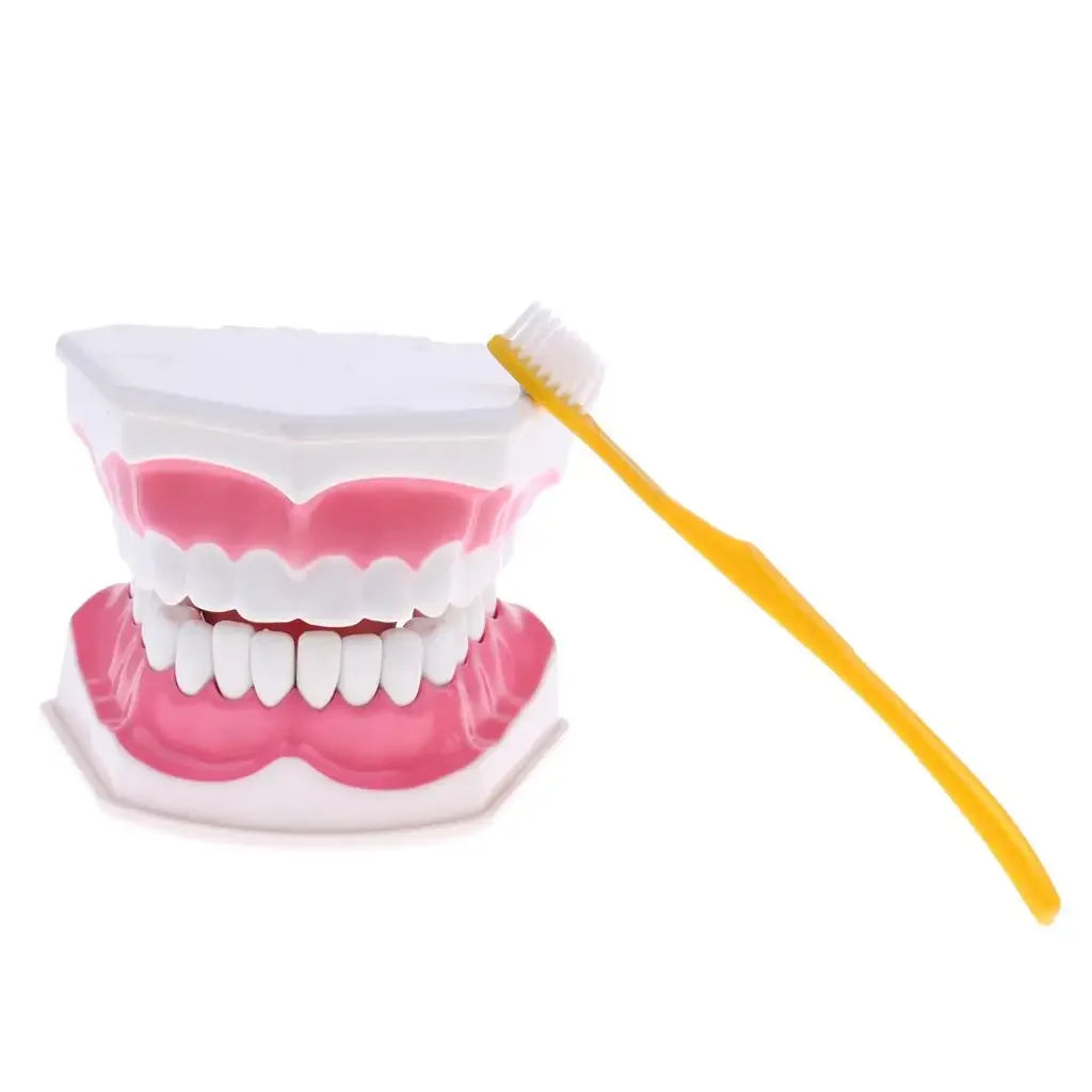 Large Human Teeth Model With Toothbrush