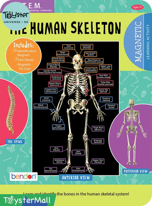 T.S. Shure Magnetic Tin - Human Skeleton - T.S. Shure